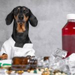 Medicamentos veterinarios